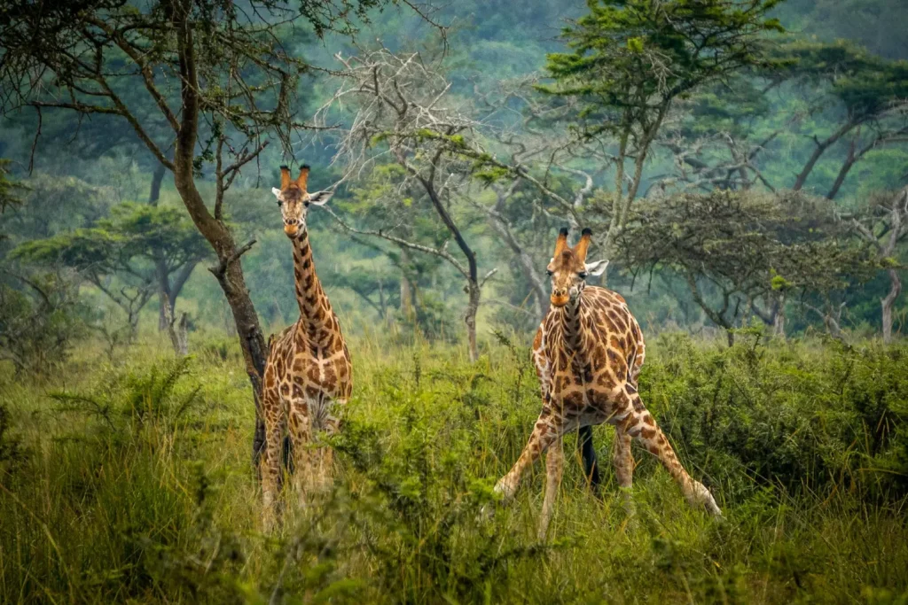 Best Time to Visit Uganda for Honeymoon