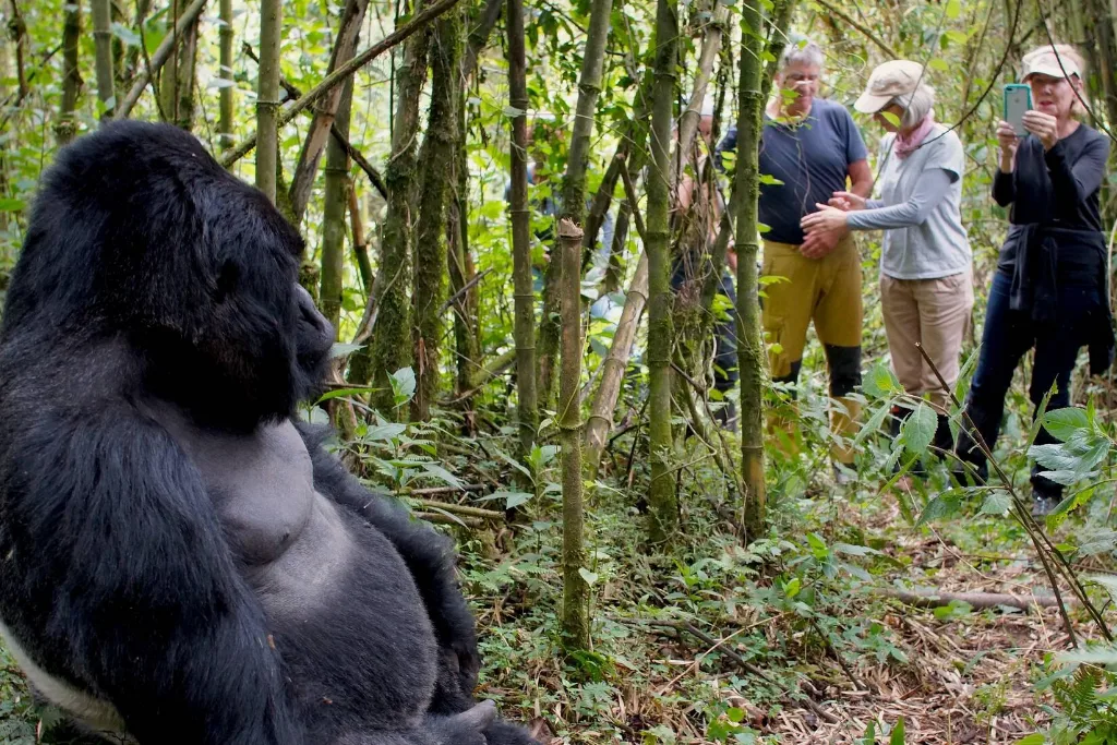 Gorilla Trekking