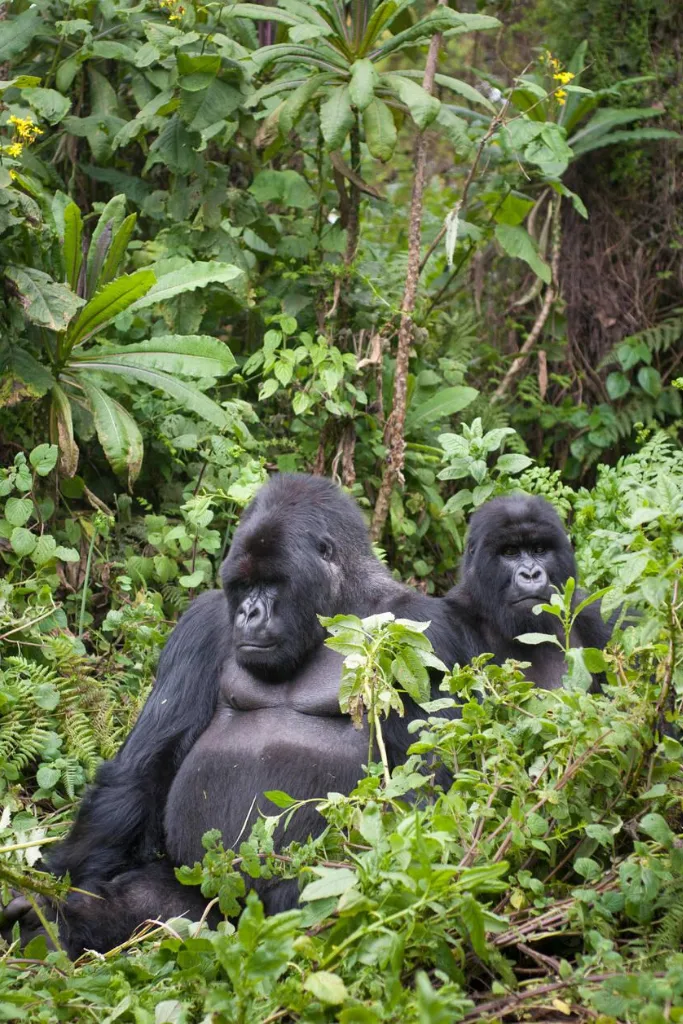 Gorilla Trekking