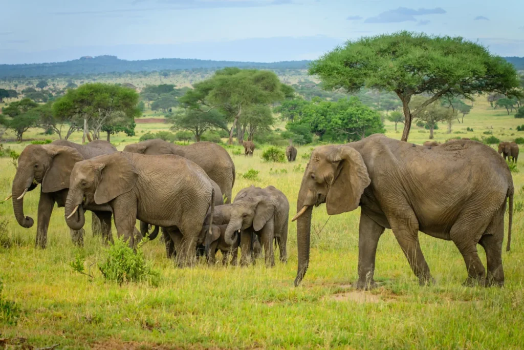 Kenya Honeymoon Safari Cost