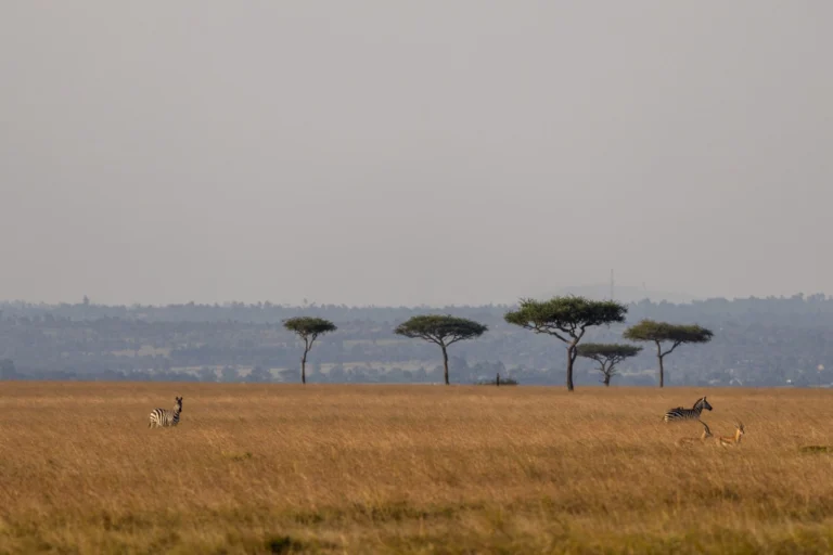 Kenya Safari FAQs