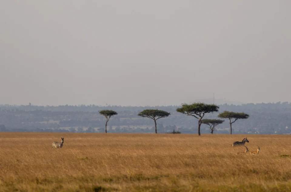 Kenya Safari FAQs
