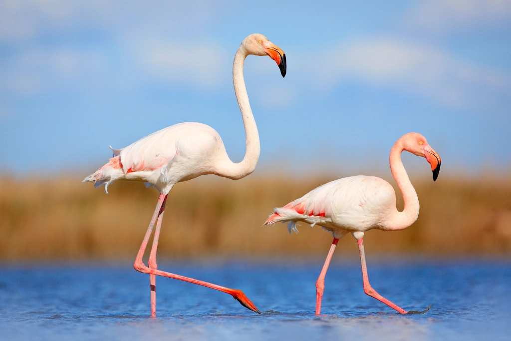 Flamingos