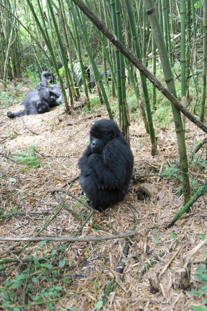 Gorilla Trekking