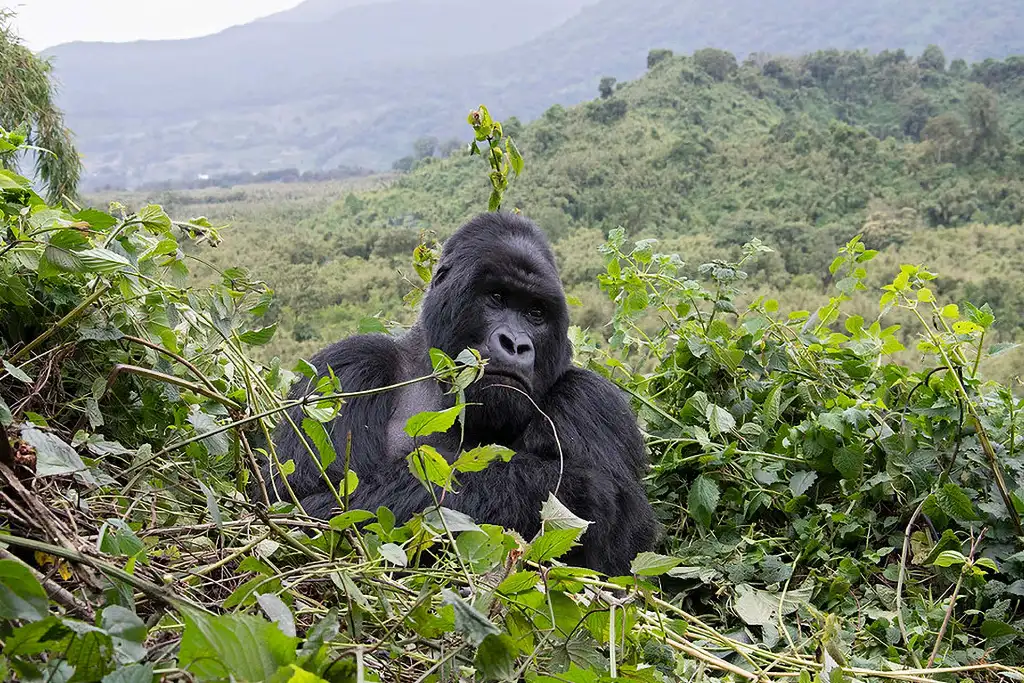 Gorilla Trekking