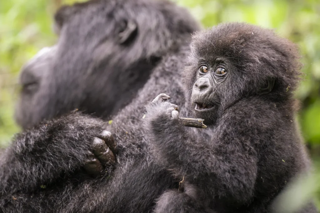Rwanda Visa And Travel Requirements