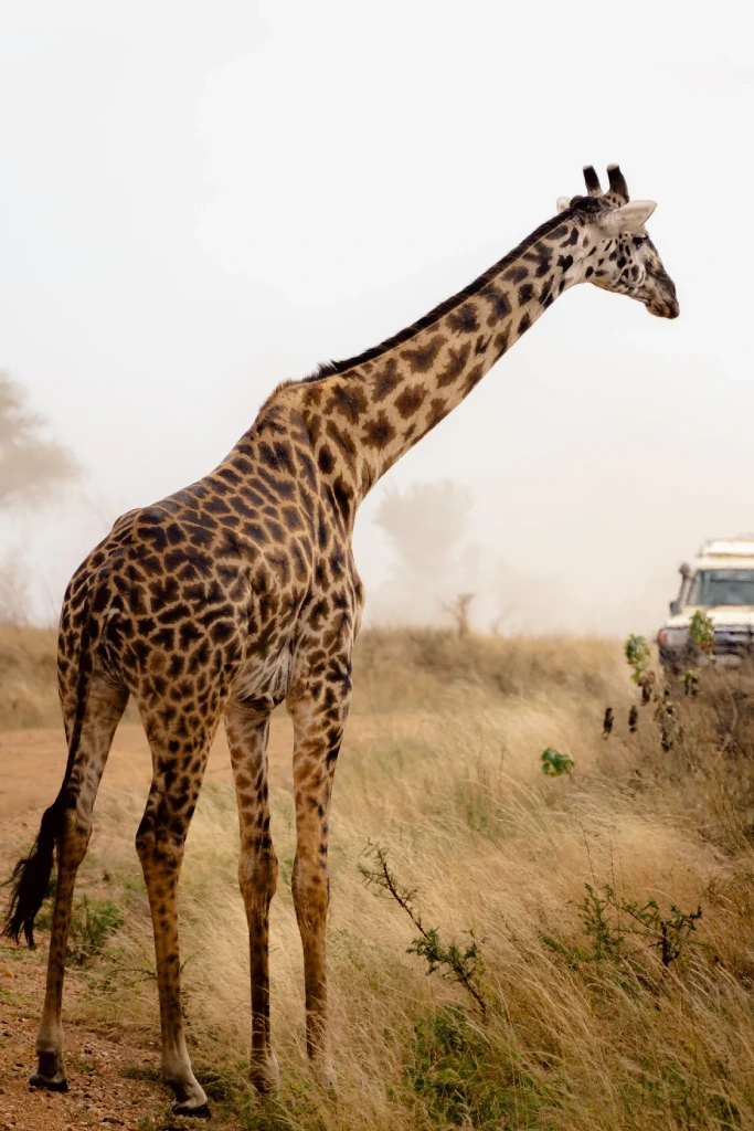 Tanzania Safari