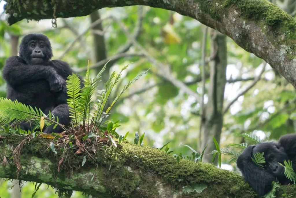 Uganda Safari FAQS