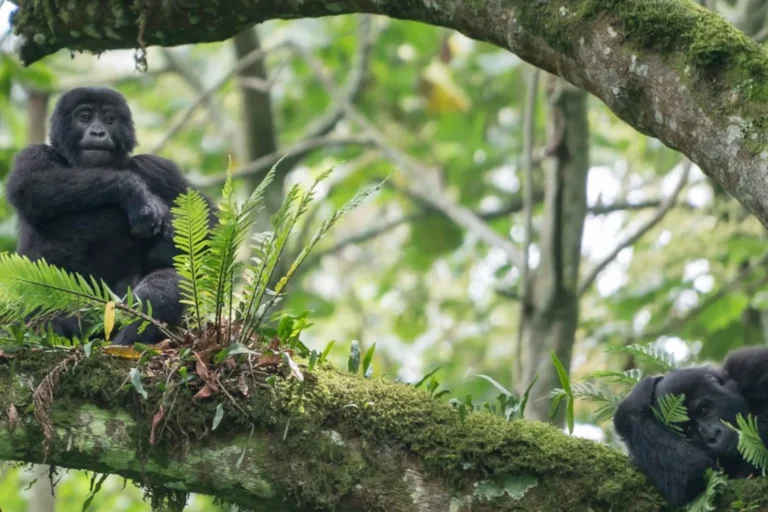 Uganda Safari FAQS