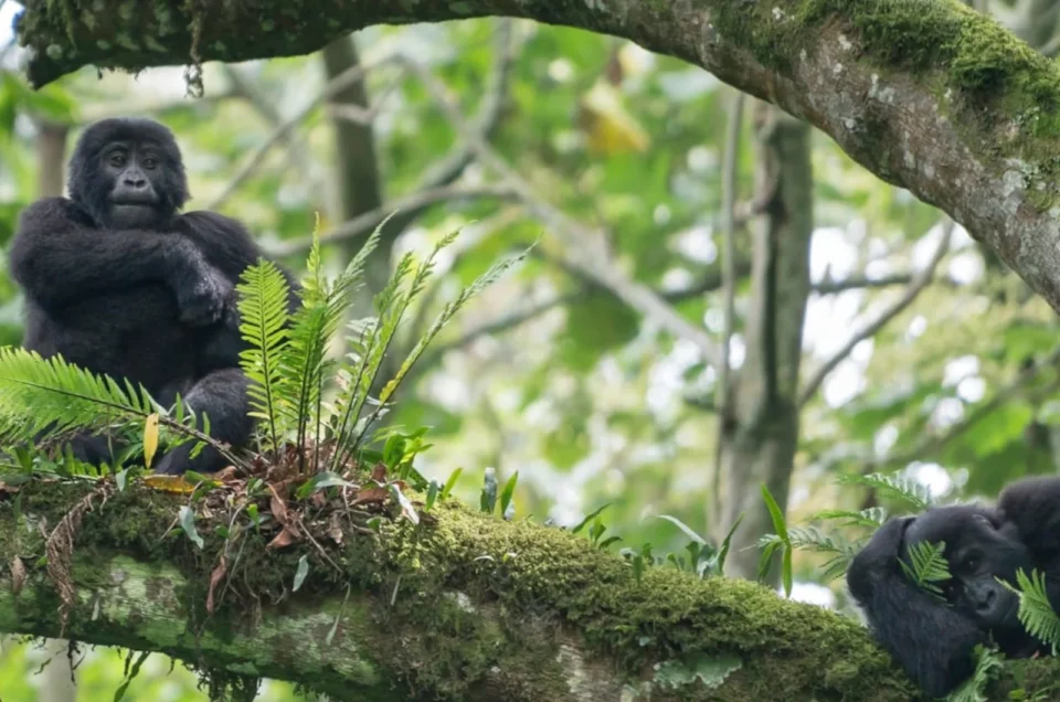 Uganda Safari FAQS