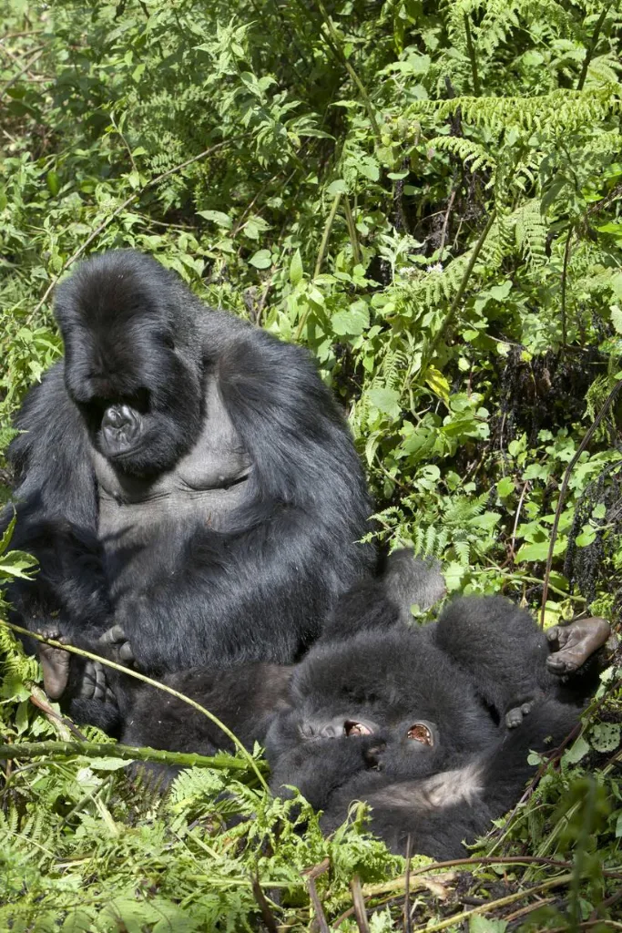 Gorilla Trekking