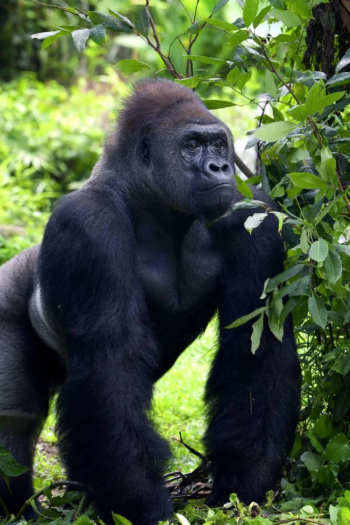Gorilla Trekking