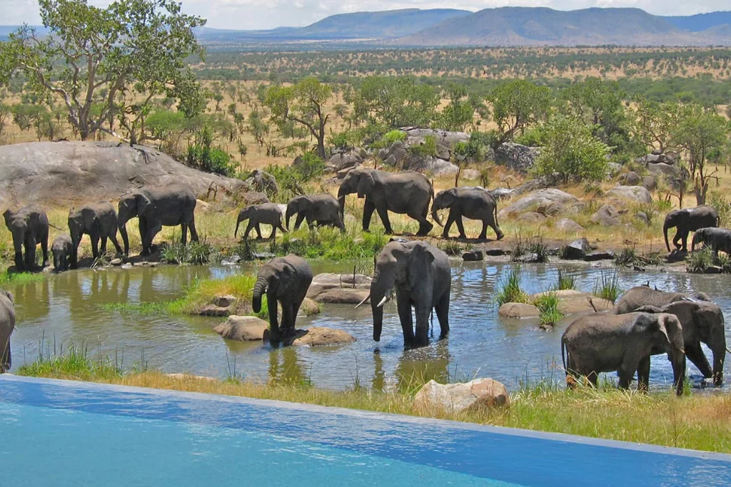 Four Seasons Safari Lodge Wildlife View