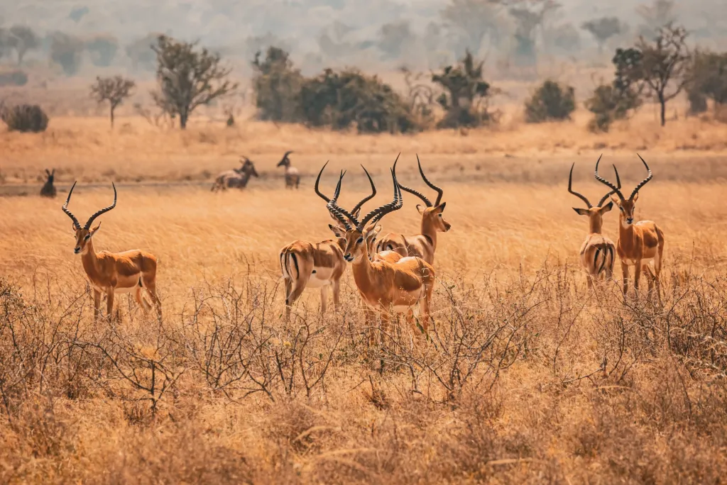 Akagera National Park