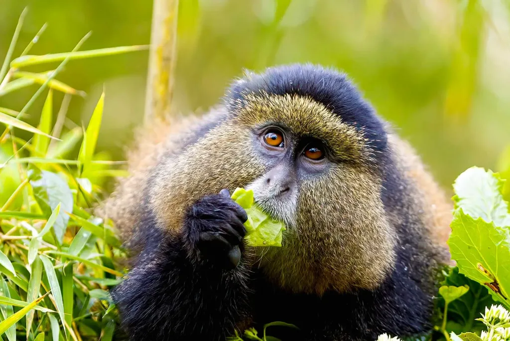 Golden Monkey Trekking