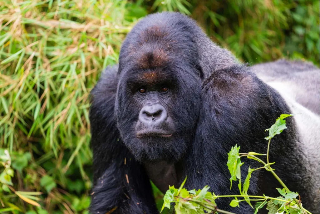 Gorilla Trekking in Rwanda