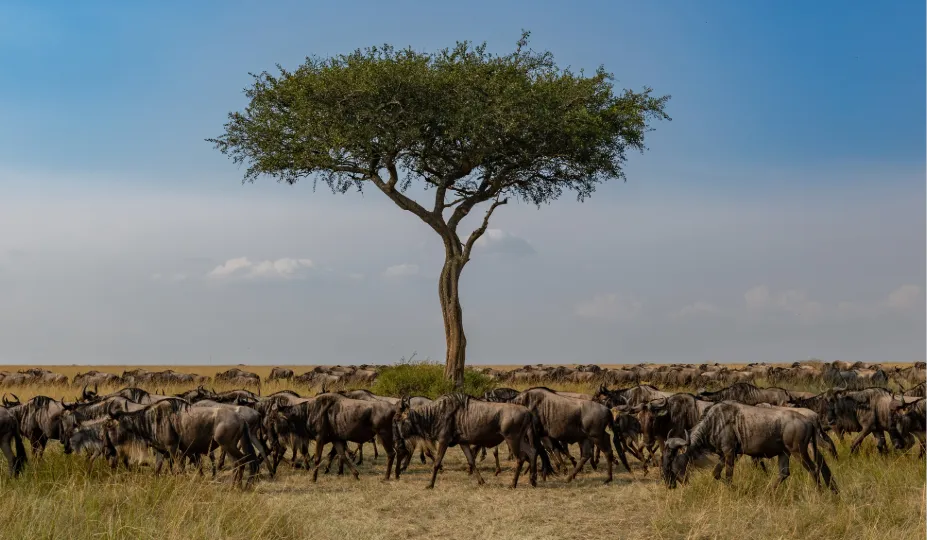The Great Migration in Kenya