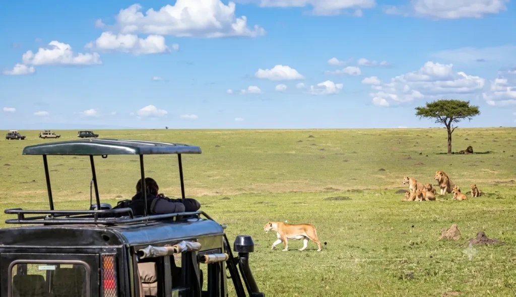 Kenya Safari