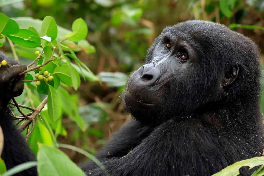 Rwanda Safari 