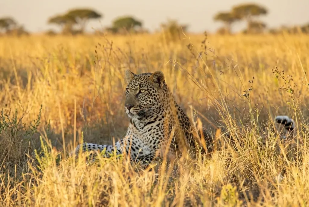 Masai Mara National Reserve