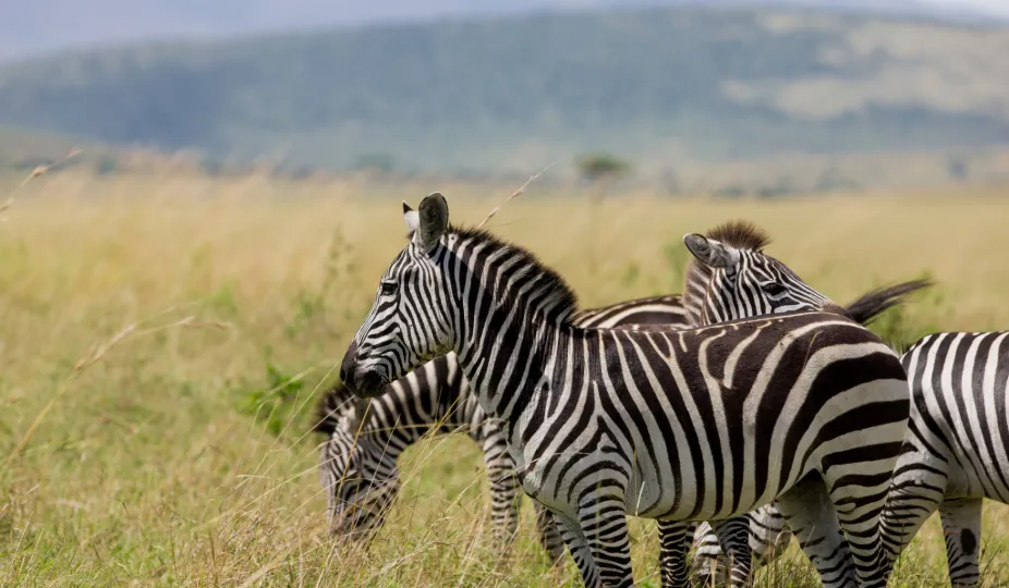Wildlife in Kenya