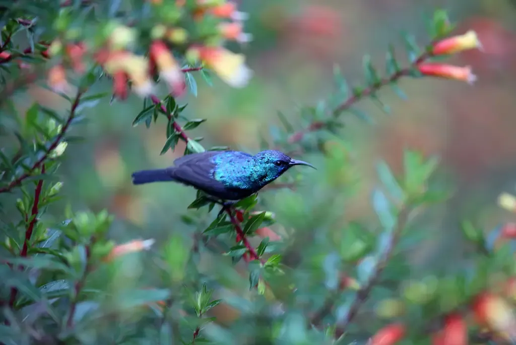 Nyungwe National Park
