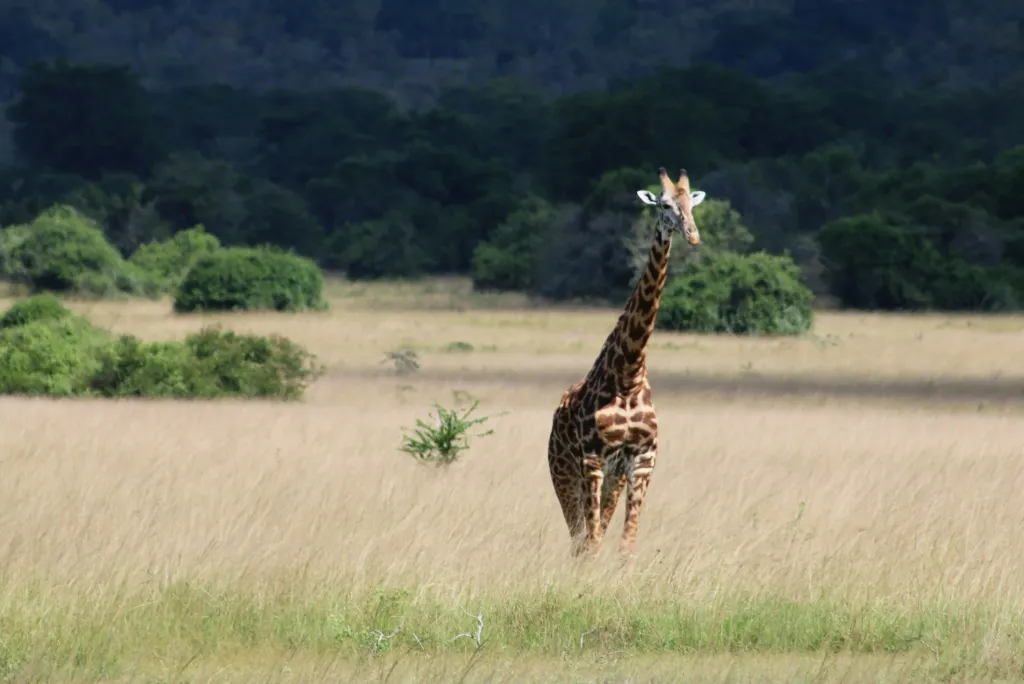 Rwanda Safari Route