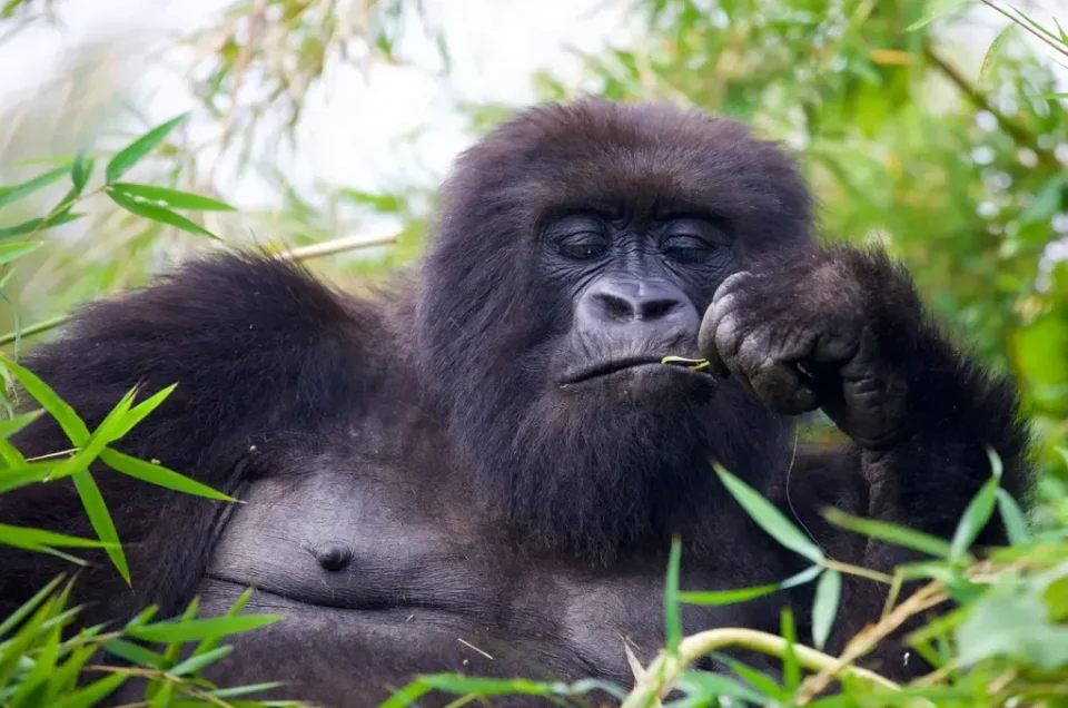 Rwanda Safari