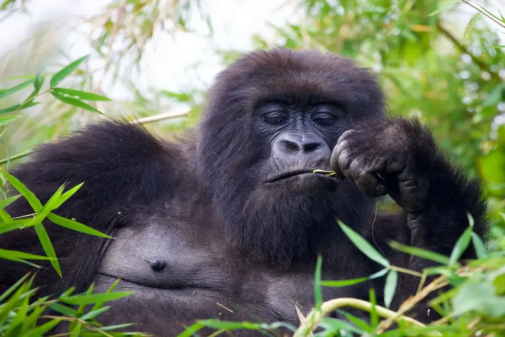 Rwanda Safari Guide All You Need To Know