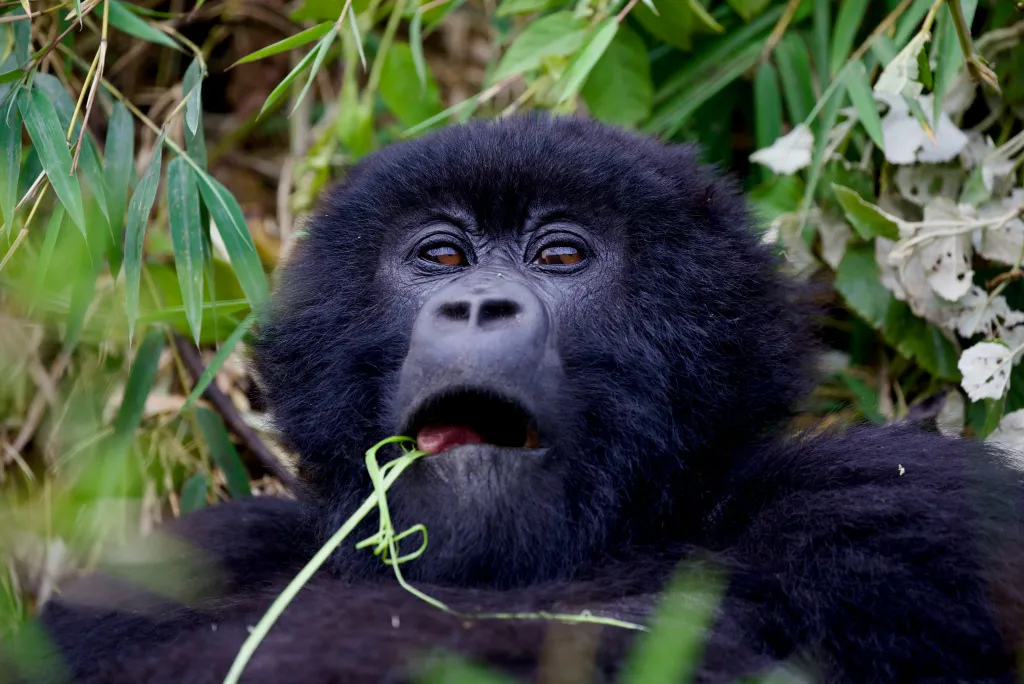 When to Visit Rwanda