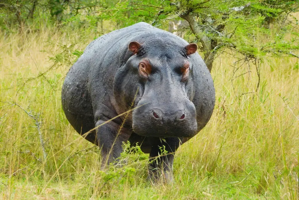 Wildlife in Rwanda