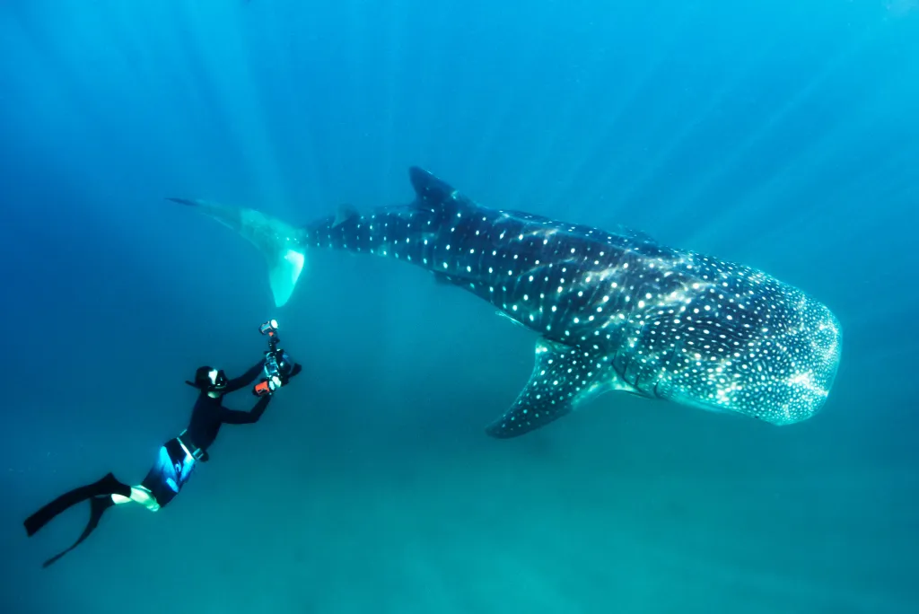 Best Months for Dolphins and Whale Sharks