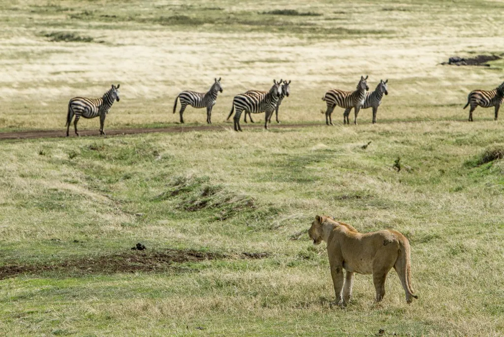 Best Time to Visit Tanzania