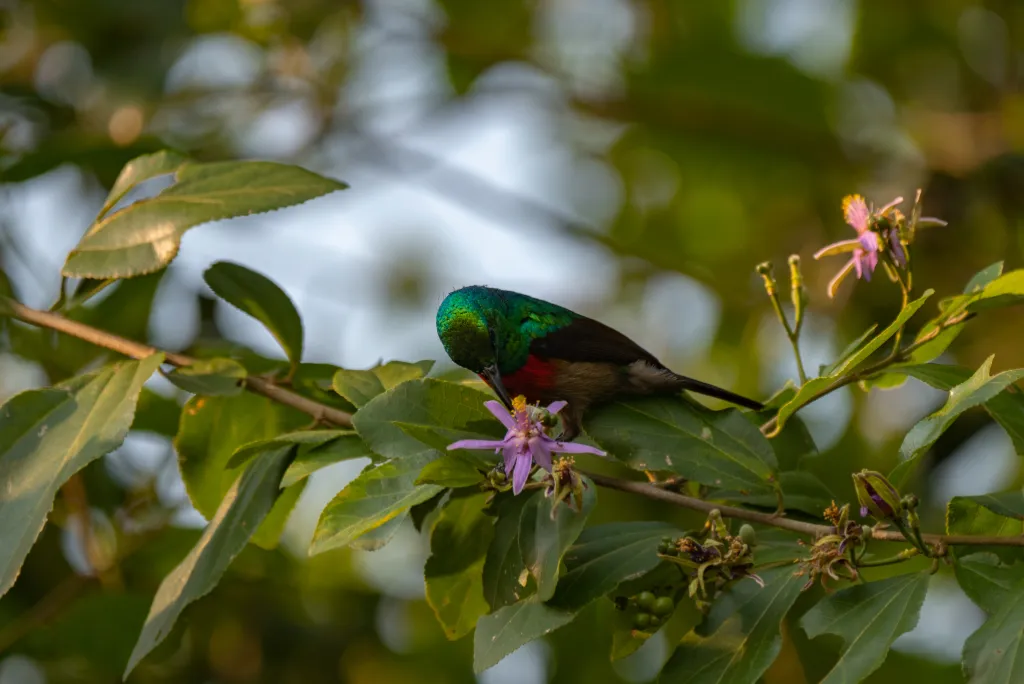 Birdlife in Uganda