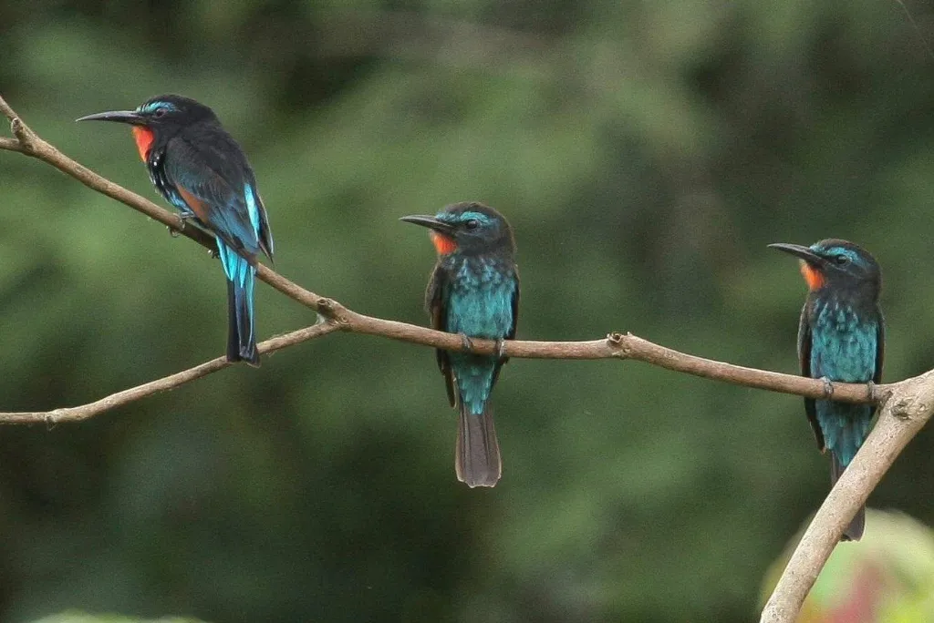 Birdlife in Uganda