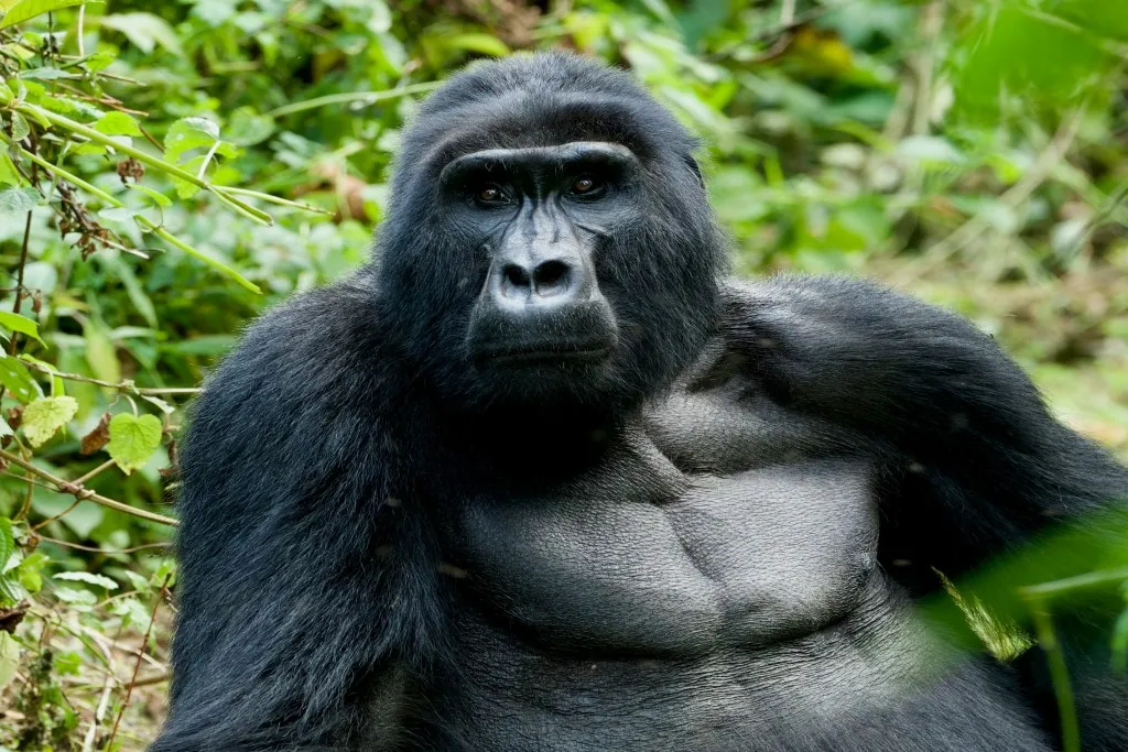 Gorilla Trekking in Uganda