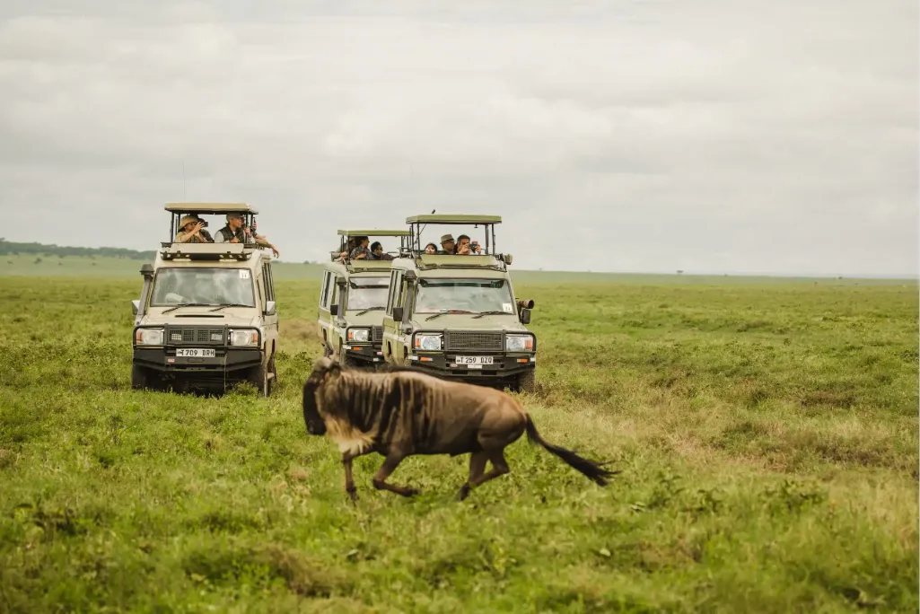 Tanzania Safari