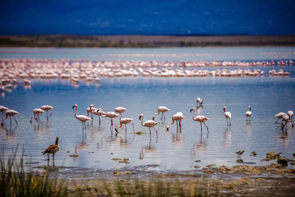 Lake Manyara National Park