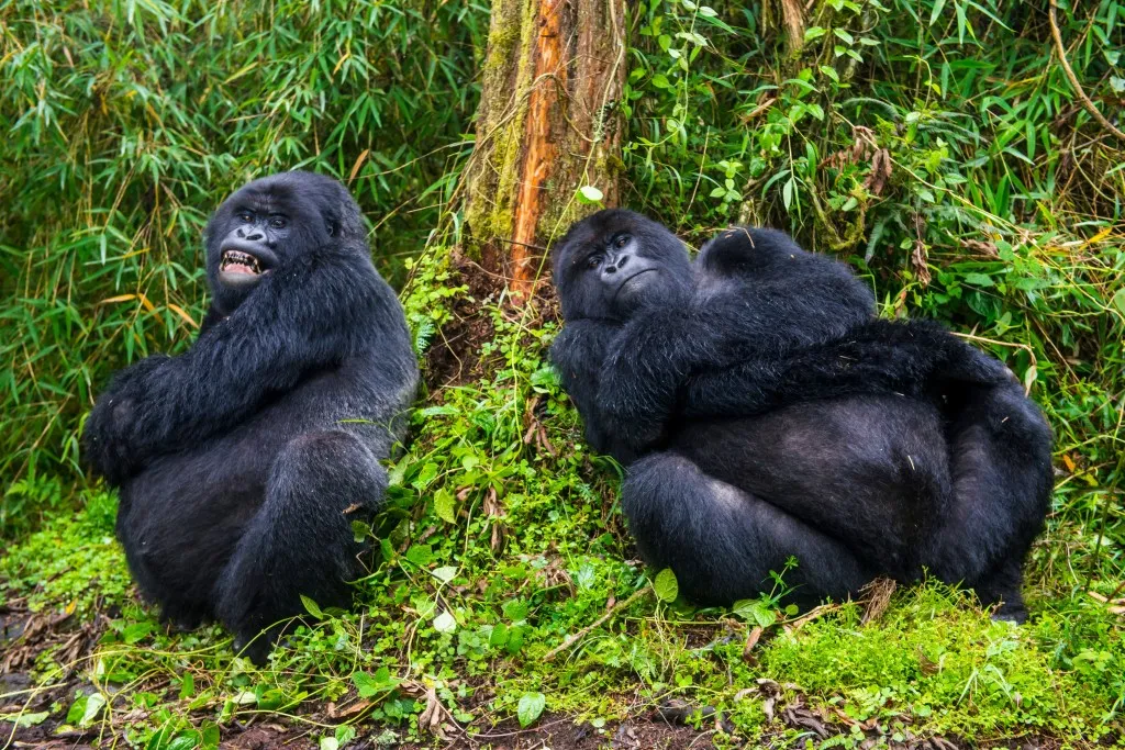 Mgahinga Gorilla National Park