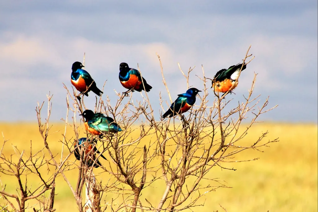 Birds in Tanzania