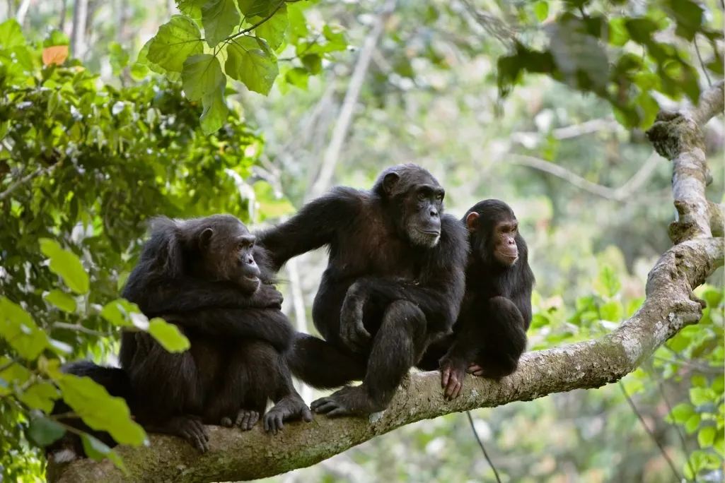 Primates in Tanzania