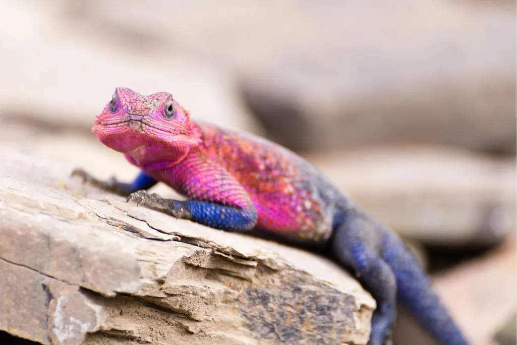 Reptiles in Tanzania