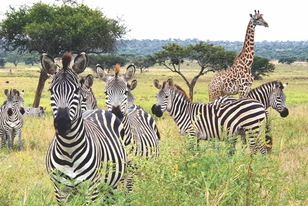 Wildlife in Tanzania