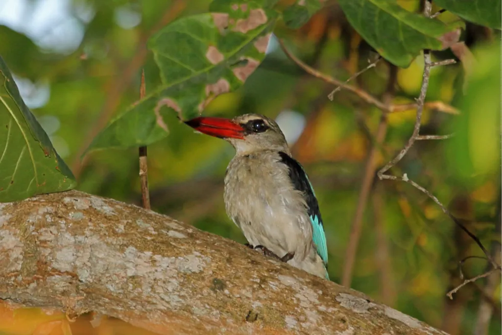 Ngezi Forest