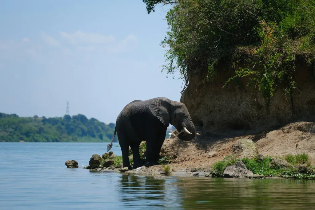 Queen Elizabeth National Park