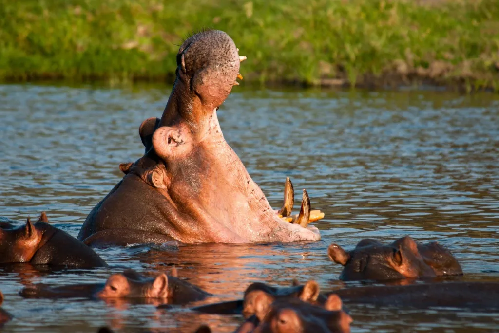 Ruaha National Park