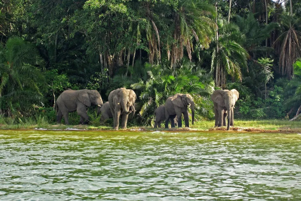 Rubondo Island National Park