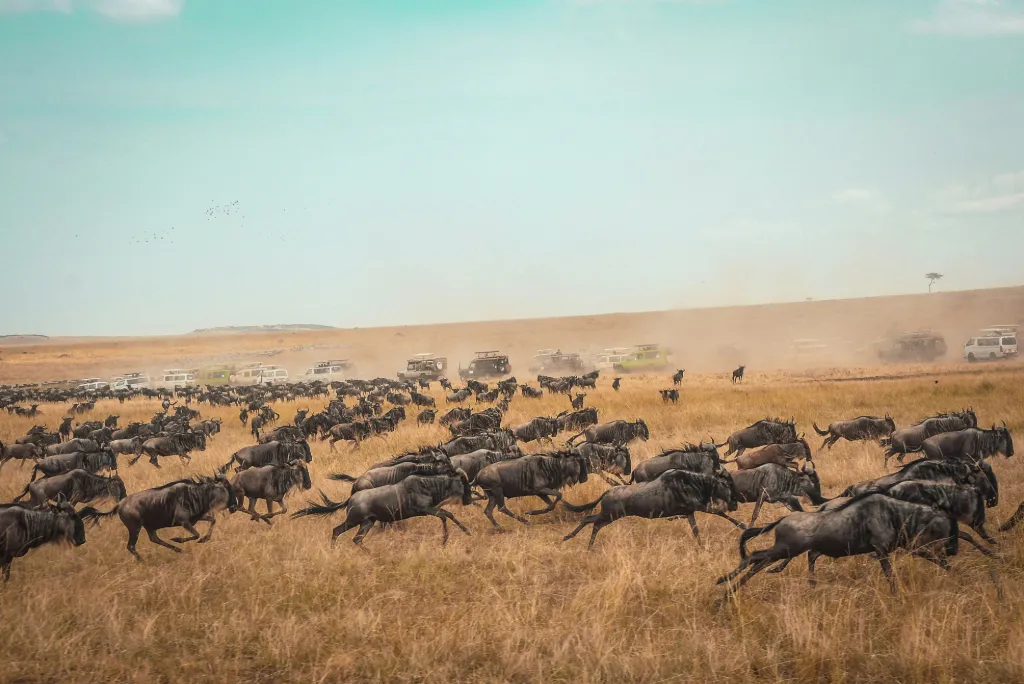 The Great Migration