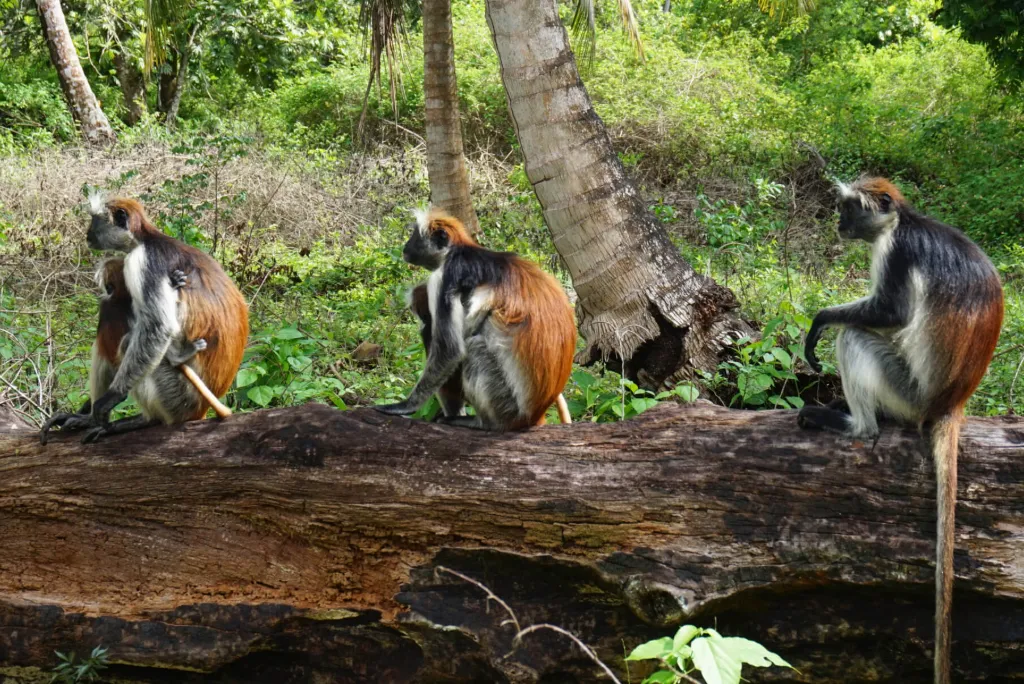Jozani Chwaka Bay National Park