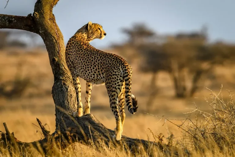 Visiting Tanzania